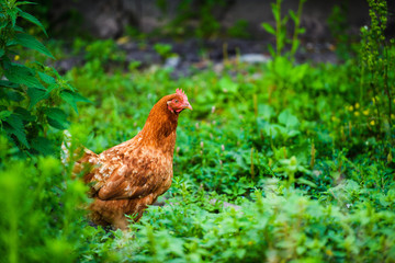 chicken on a farm