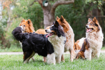 pack of cute elo dogs outdoors