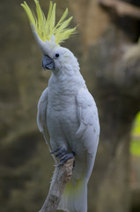 white parrot