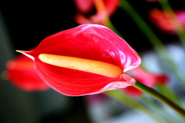 Red and yeloow anthurium flower (Anthurium andraeanum) with a dark backgroun