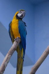 blue and yellow parrot 