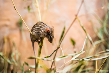Little Mouse