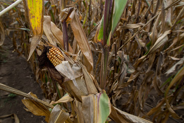 The corn crops drought victims - obrazy, fototapety, plakaty