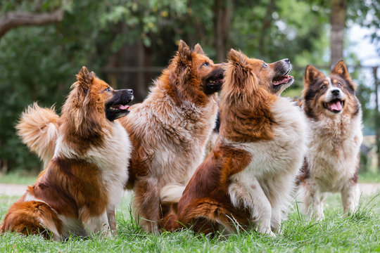 pack of cute elo dogs outdoors