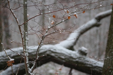 bäume und schnee