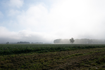 Lonley tree on a misty morning