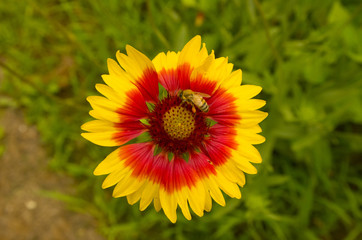 red and yellow flower, Chrysanthemum