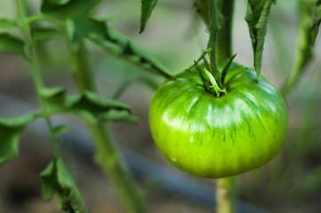 Green tomato on a bush growing in greenhouse closeup, blurred background