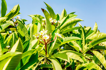 Small white flowers with lush, dense foliage against a clear blue sky. Close-up. Space for text.