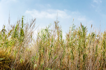 Obraz premium Dry tall grass against a clear blue sky on a sunny day. Space for text.