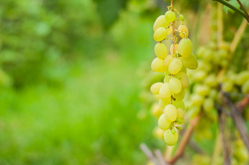 White grapes grow on a bush. Home garden with plants. environmentally friendly product with vitamins.