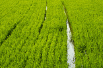 paddy field - growing rice
