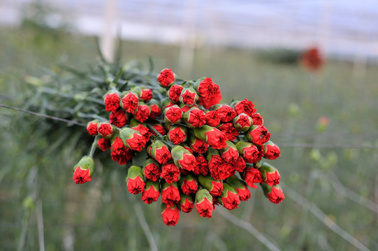 Karanfil-Bilder: Stock-Fotos & -Videos. | Adobe Stock