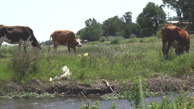 Group of cows eating grass on meadow field near river stream.