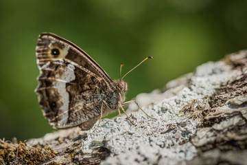 Silène (brintesia circe) sur l'écorce d'un tronc