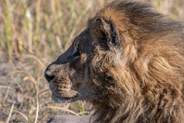 Lions resting in Okavango