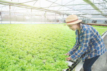 Asian pretty woman pick green oak in greenhouse organic nursery farm,Small business entrepreneur and organic vegetable farm and healthy food concept.