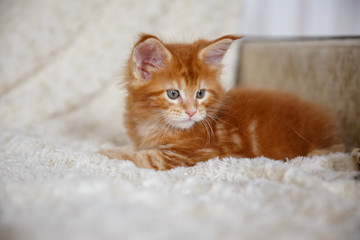 Red-haired Maine Coon kitten at home on the couch
