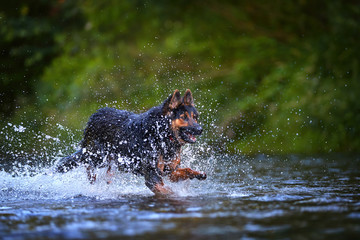 Hairy dog jumping in splashing water of a river, head illuminated by sun against dark background.  Actions, training games with dog in water. Bohemian shepherd, purebred. Low angle photo, summer day.