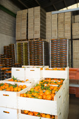 View of mandarins packed in boxes © JackF