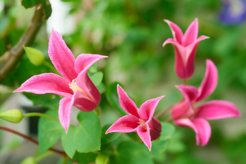 クレマチス　プリンセス・ダイアナ