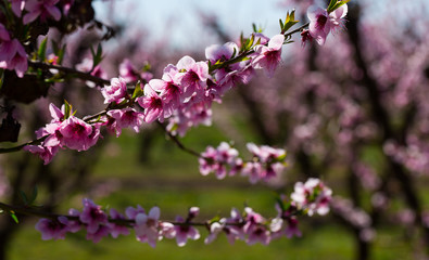 Obraz premium Blossoming peach trees