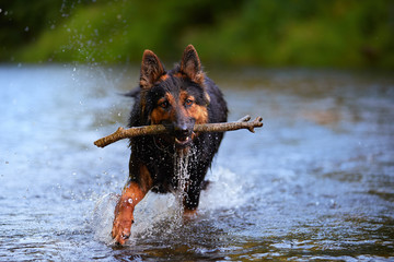 Black and brown hairy shepherd dog retrieving a stick in splashing water.  Actions, training games with dog in water. Bohemian shepherd, purebred. Low angle photo, direct view, summer day.
