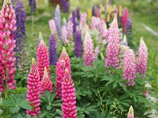春の庭に咲くカラフルなルピナスの花