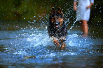 Black and brown hairy shepherd dog running fast in splashing water of a river directly at camera. Actions, training games with dog in water. Bohemian shepherd, purebred. Low angle photo, summer day.
