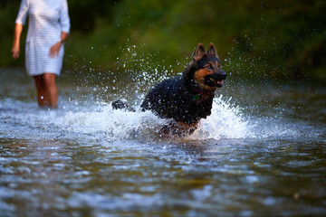 Black and brown hairy shepherd dog running fast in splashing water of a river directly at camera. Actions, training games with dog in water. Bohemian shepherd, purebred. Low angle photo, summer day.