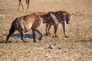 Spotted Hyena, Crocuta crocuta on a rocky plain, carrying  hoof in its mouth. Close up, two hyenas carrying carcass at waterhole. Side view. Photo Safari in Kgalagadi transfrontier park, Botswana.