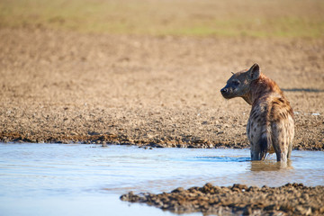 Spotted Hyena, crocuta crocuta standing in the water of the waterhole. Close up, side view. Photo Safari in Kgalagadi transfrontier park, Polentswa, Botswana.
