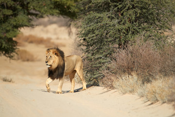 Kalahari lion, Panthera leo vernayi, walking in typical environment of Kalahari desert. Big lion male with black mane in sunny hot day. Direct view, low angle. Kgalagadi transfrontier park, Botswana