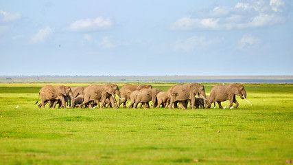 Typical african landscape at the  Amboseli national park, Kenya. Huge herd of an african elephants on green savanna against blue sky. Wildlife photography in Kenya, Tanzania.