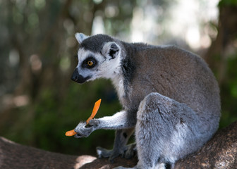 Lemur in Majorca of Spain