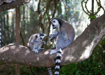 Lemur in Majorca of Spain