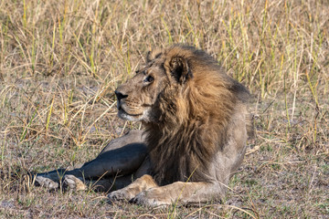 Lions resting in Okavango