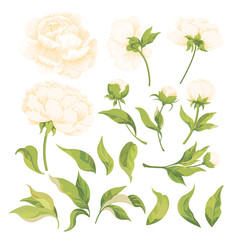 Set of peony flower elements, leaves and buds for design isolated on white background.
