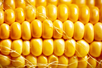 Corn texture. Yellow corns as background. Selective focus. Horizontal.