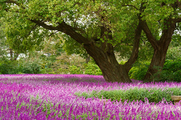 アメジストセージの絨毯