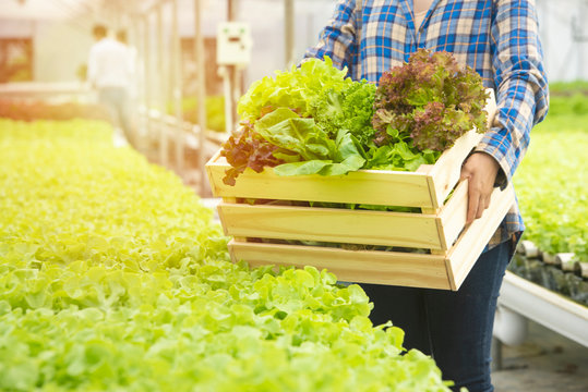 Hand of asian woman farmer gardener hold basket show fresh green lettuce and red osk hydroponic organic vegetable,Small business entrepreneur and organic vegetable farm and healthy food concept