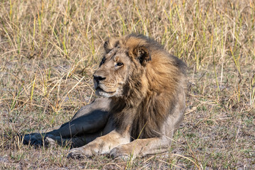 Lions resting in Okavango