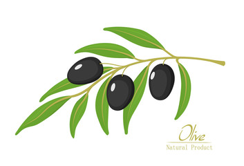 vector illustration of olive branch with olives
