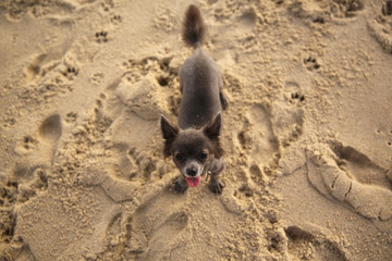 Chihuahua dog standing on beach, Cape Cod, Massachusetts, United States