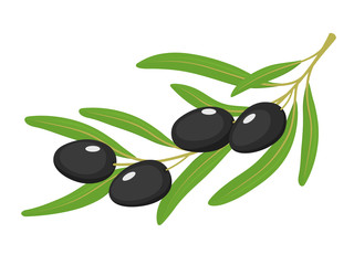 vector illustration of green olives on white background