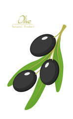 Olive fruit and leaves on a branch on white. Olive oil, cosmetics, health care products.