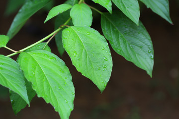Leaf with rain drops.