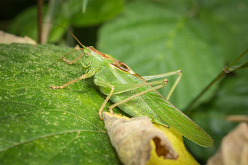 Grande sauterelle verte sur une feuille