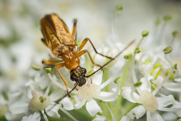 Téléphore fauve (rhagonycha fulva) sur une fleur