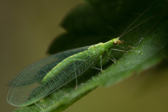 Chrysope verte (chrysoperla carnea) sur une feuille